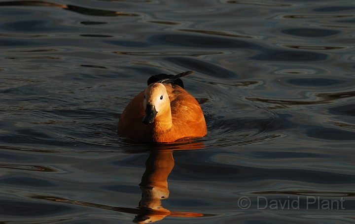 Ruddy shelduck - C.jpg - Ruddy shelduck - Nottinghamshire
